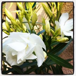 Close-up of white flowers