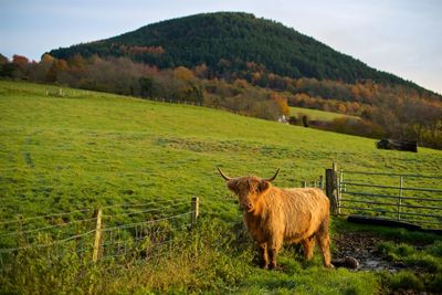 Sheep in a field