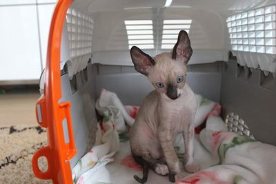 Cornish rex kitten 