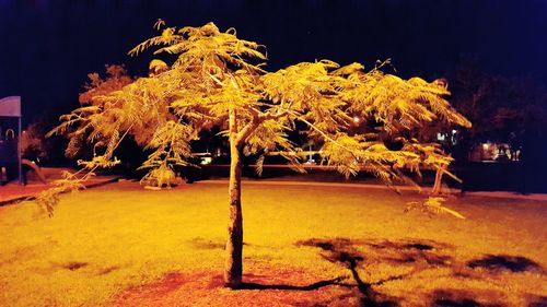 Trees in the dark