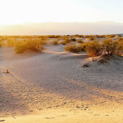 Scenic view of beach