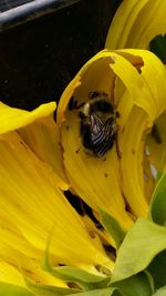 Close-up of insect on yellow flower