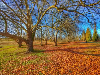 Trees on field during autumn