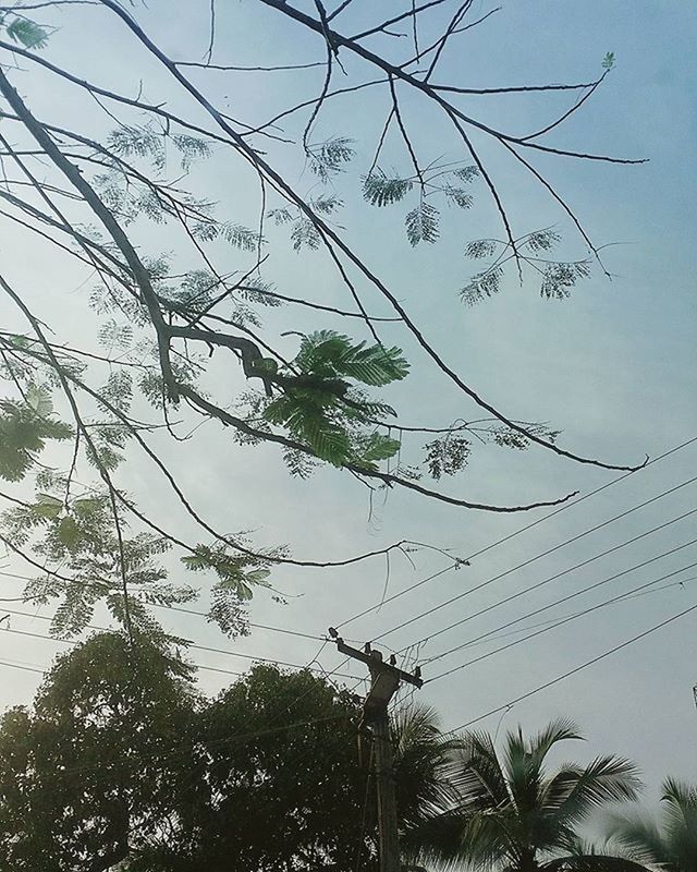 low angle view, tree, branch, sky, clear sky, growth, nature, bare tree, tranquility, beauty in nature, day, outdoors, high section, no people, blue, silhouette, tree trunk, scenics, leaf, sunlight