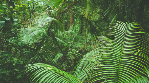 Close-up of palm trees