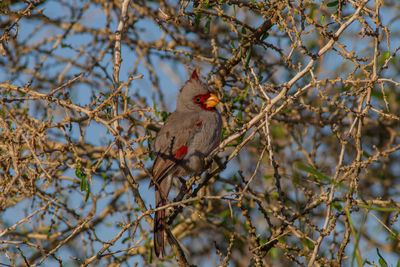 Low angle view of bird perching on tree