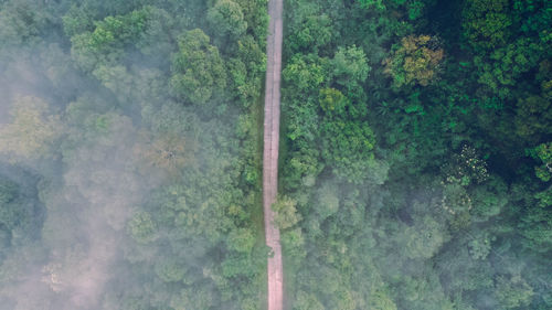 Aerial view of road amidst trees in forest