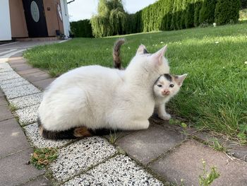 Portrait of white cat on footpath