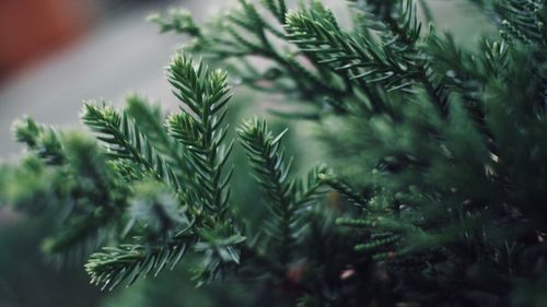 Close-up of pine tree