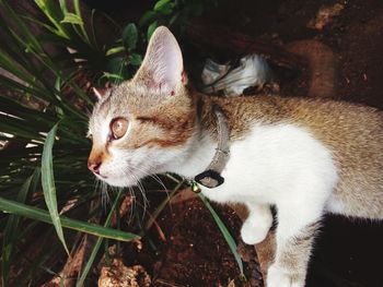 Close-up of a cat looking away