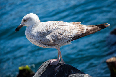 Close-up of seagull perching on rock by sea