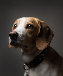 Close-up of beagle against black background