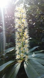 Close-up of flowers