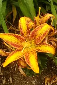 Close-up of yellow flower