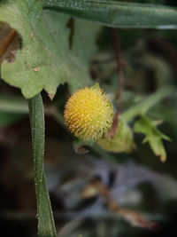 Close-up of plant growing outdoors