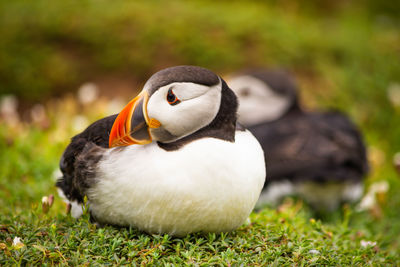 puffin with a