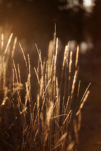 Close-up of plant against blurred background