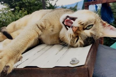 Close-up of a cat resting