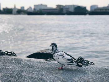 Seagull perching on a sea