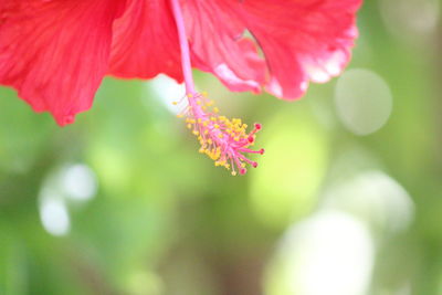 Close-up of autumn leaves