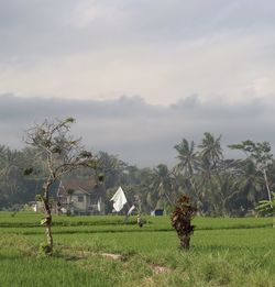 Scenic view of agricultural field against sky