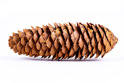 Close-up of pine cone against white background