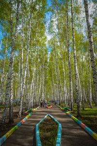 Trees in forest against sky