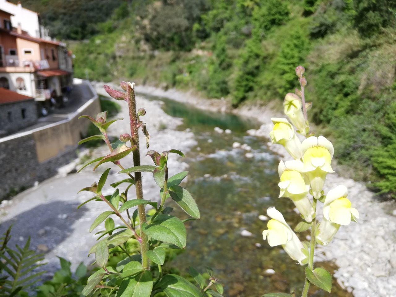 CLOSE-UP OF FLOWERING PLANTS AGAINST WALL