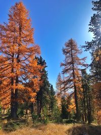 Trees in forest during autumn