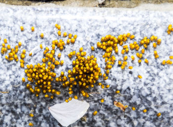 Close-up of yellow flowering plant on land