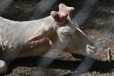 High angle view of horse drinking