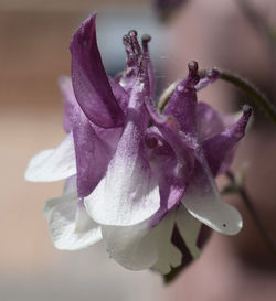 Close-up of purple rose flower