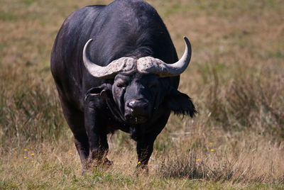 Water buffalo standing on field