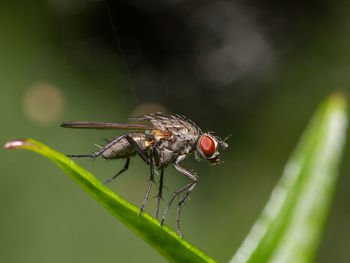 Close-up of insect on plant