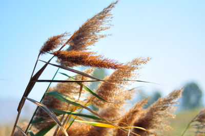 Low angle view of dry plants on field against clear sky