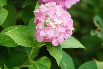 Close-up of pink flowers blooming outdoors