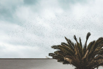 Low angle view of palm trees against sky