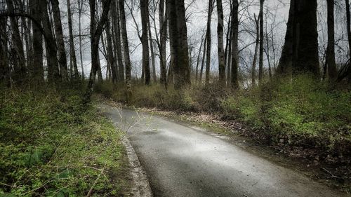 Scenic view of forest