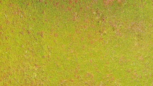 Full frame shot of yellow grass on field