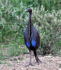 Bird perching on tree