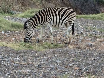 Zebra grazing in field