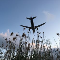 Low angle view of plants against airplane flying in sky