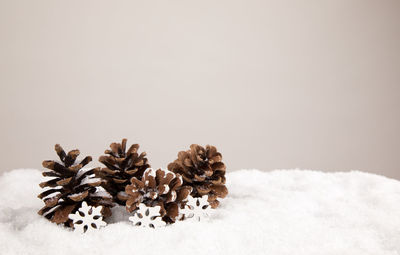 Close-up of pine cone against white background