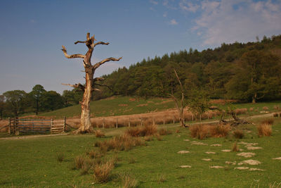 Trees on field against sky