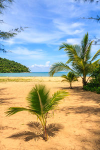 Palm trees on beach against sky
