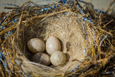 High angle view of eggs in nest