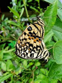 Close-up of butterfly on leaf