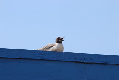 Low angle view of bird perching against clear sky