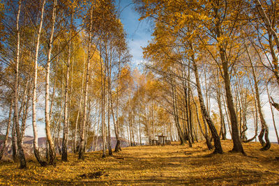 Trees in forest during autumn