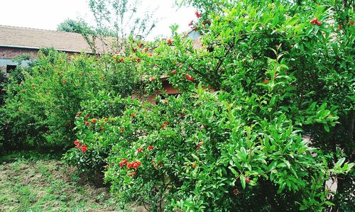 Plants growing in backyard